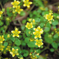 SAXIFRAGA CYMBALARIA seed image