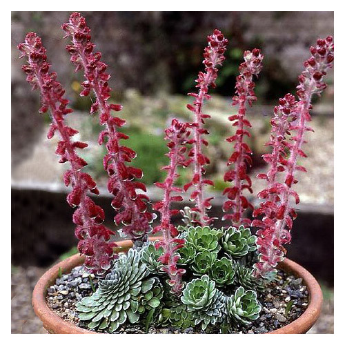 SAXIFRAGA FEDERICI-AUGUSTI GRISEBACHII seed image
