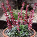 SAXIFRAGA FEDERICI-AUGUSTI GRISEBACHII seed image