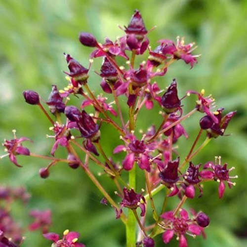 SAXIFRAGA FUSCA seed image