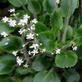 SAXIFRAGA HIRSUTA seed image