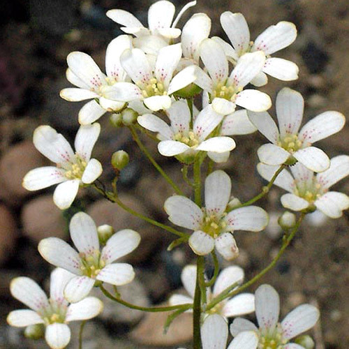 SAXIFRAGA PANICULATA MINUTIFOLIA seed image