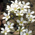 SAXIFRAGA PANICULATA MINUTIFOLIA seed image