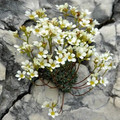 SAXIFRAGA SPECIES MIXED seed image