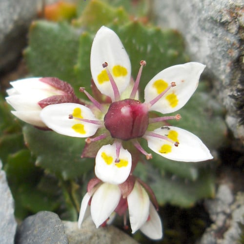 SAXIFRAGA STELLARIS seed image