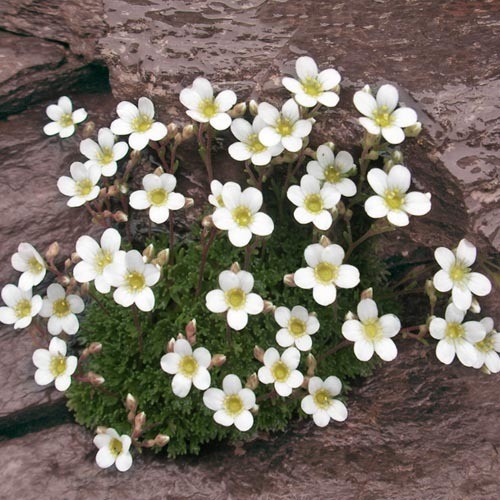 SAXIFRAGA VAYREDANA seed image