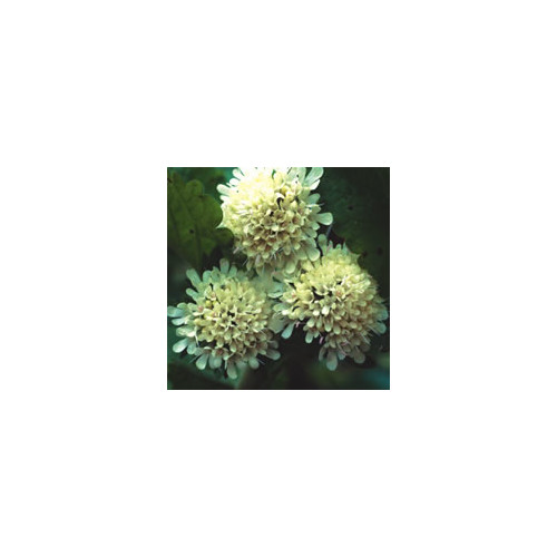 SCABIOSA DRAKENSBERGENSIS seed image
