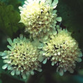 SCABIOSA DRAKENSBERGENSIS seed image