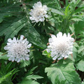SCABIOSA INCISA seed image