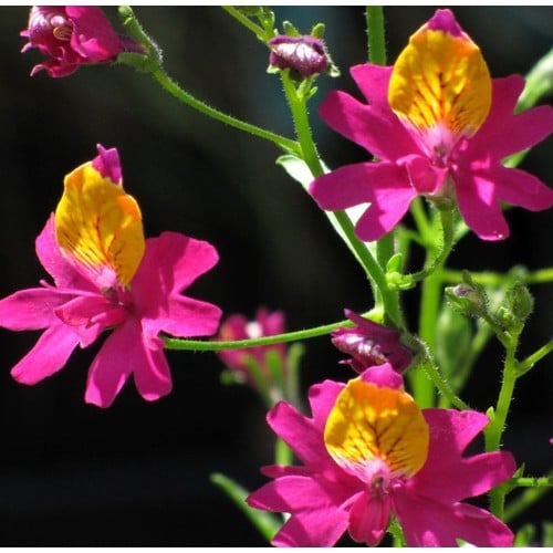 SCHIZANTHUS GRAHAMII seed image
