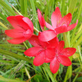 SCHIZOSTYLIS COCCINEA MAJOR seed image