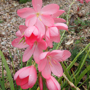 Schizostylis Coccinea Pale Pink Seeds (20+ seeds) (Hesperantha Jennifer) -  Plant World Seeds