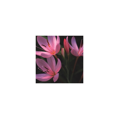 SCHIZOSTYLIS MIXED COLOURS seed image