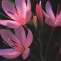 SCHIZOSTYLIS MIXED COLOURS seed image