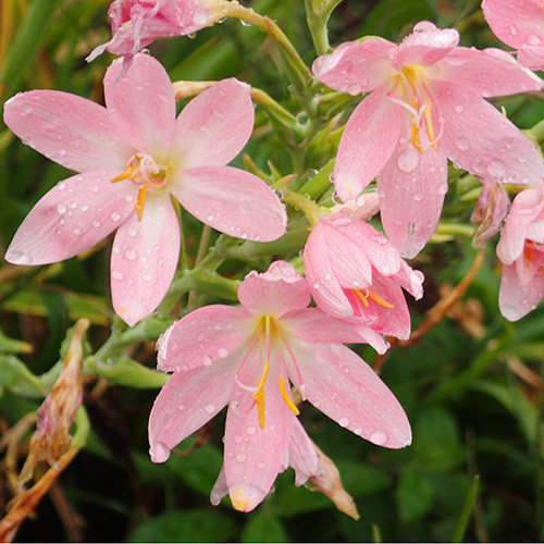 SCHIZOSTYLIS COCCINEA PALE PINK seed image