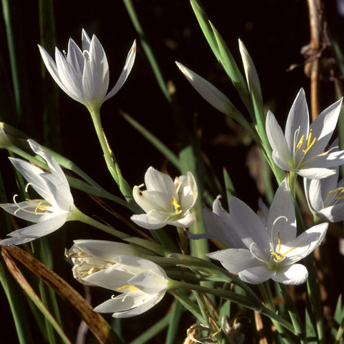 SCHIZOSTYLIS COCCINEA 'SNOW MAIDEN' seed image