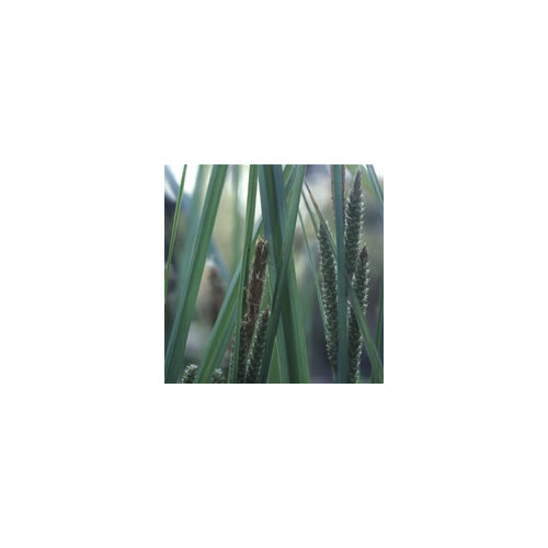 SCHOENOXIPHIUM 'GOLDEN CATERPILLARS' seed image