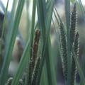 SCHOENOXIPHIUM 'GOLDEN CATERPILLARS' seed image
