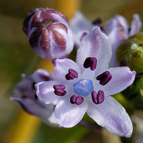 SCILLA AUTUMNALIS seed image