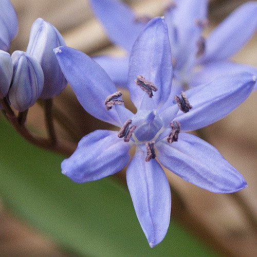 SCILLA BIFOLIA seed image