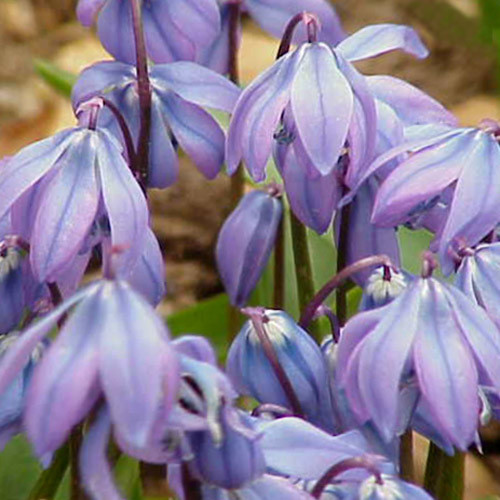 SCILLA GREILHUBERI seed image