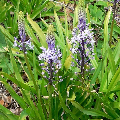 SCILLA HYACINTHOIDES seed image