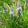 SCILLA HYACINTHOIDES seed image