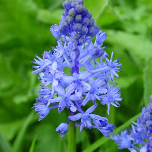 SCILLA LITARDIEREI seed image