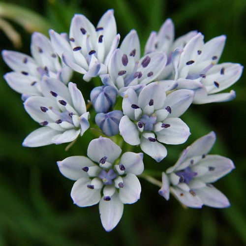 SCILLA VERNA seed image