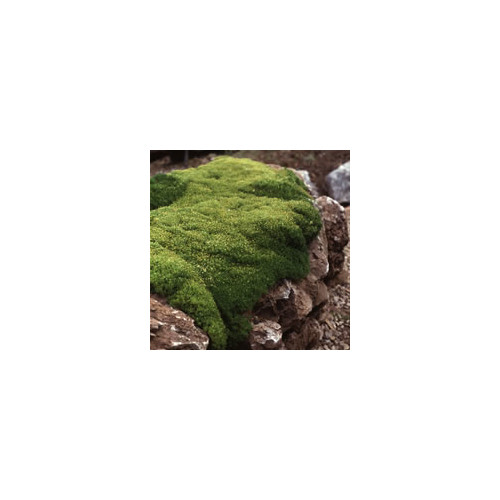 SCLERANTHUS BIFLORUS seed image