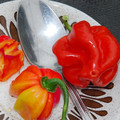 PEPPER SCOTCH BONNET - RED seed image