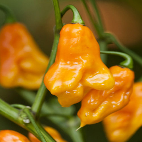 PEPPER SCOTCH BONNET - YELLOW seed image