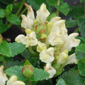 SCUTELLARIA ALPINA seed image