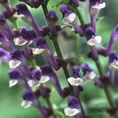 SCUTELLARIA ALTISSIMA seed image