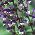 SCUTELLARIA ALTISSIMA seed image