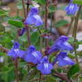 SCUTELLARIA HAVANENSIS seed image
