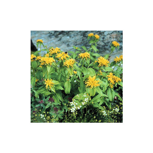 SEDUM AIZOON seed image