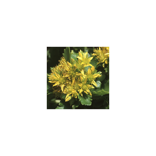 SEDUM ELLACOMBEANUM seed image