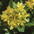 SEDUM ELLACOMBEANUM seed image