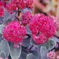 SEDUM EMPEROR'S WAVE seed image