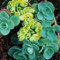 SEDUM OBCORDATUM seed image