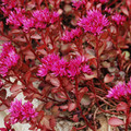 SEDUM SPURIUM 'VOODOO' seed image
