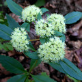 SEDUM VIVIPARUM seed image