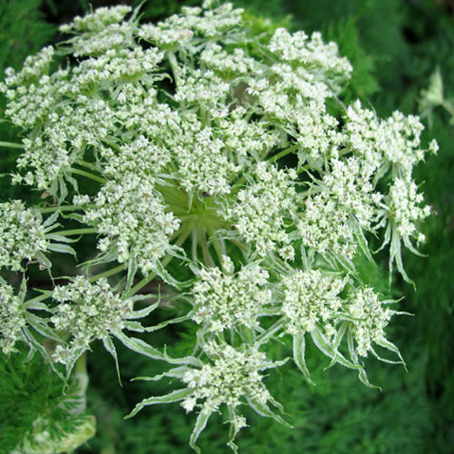 SELINUM WALLICHIANUM seed image