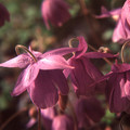 SEMIAQUILEGIA ECALCARATA seed image