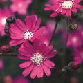 SENECIO POLYODON seed image