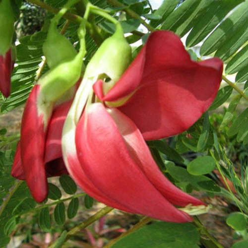 SESBANIA GRANDIFLORA PINK seed image