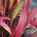 SETARIA MACROSTACHYA 'WILL SCARLET' seed image