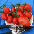 TOMATO SHEBOYGAN seed image