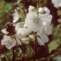 SIDALCEA CANDIDA seed image